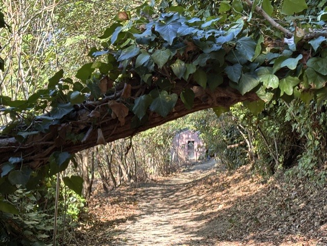 A forest path framed by a vine-covered archway, leading into a wooded area with soft sunlight filtering through the foliage.